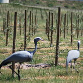 Birds in Gansbaai